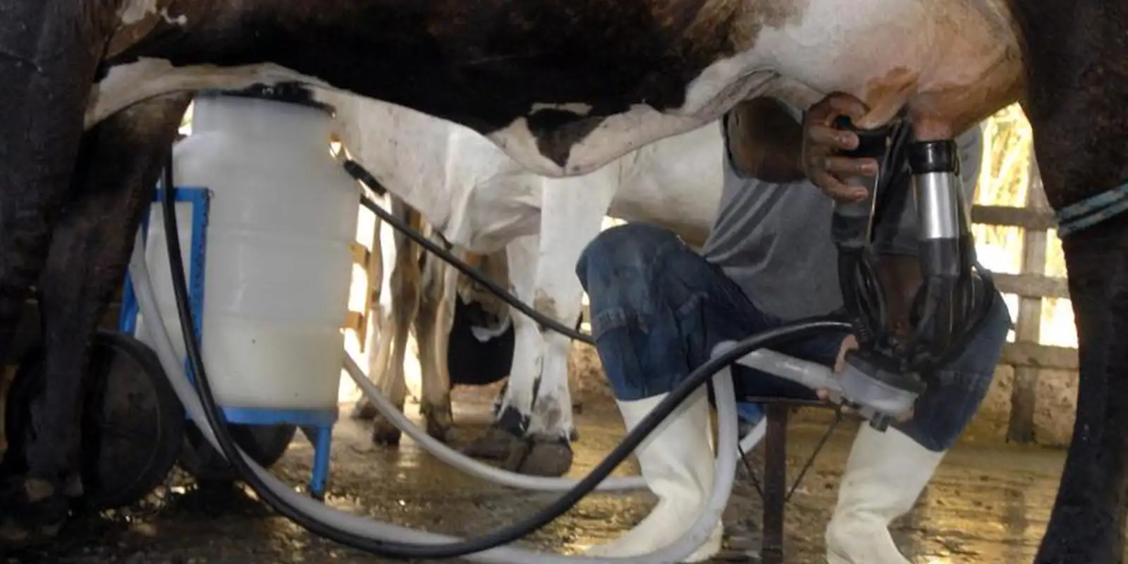 Produção de leite atinge patamar recorde com alta produtividade no país