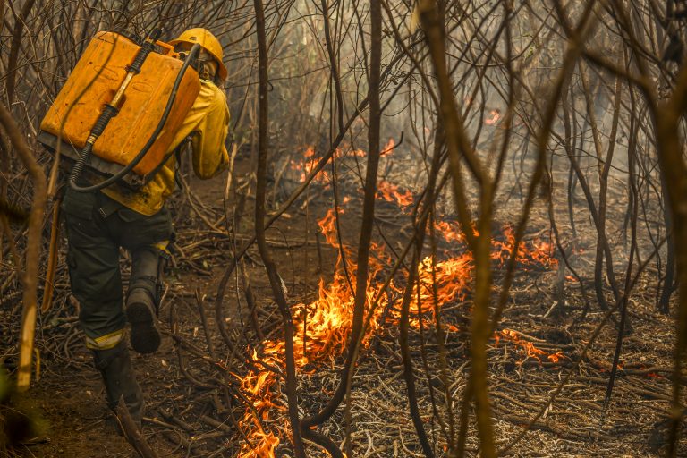 Projeto incentiva pecuária sustentável no Pantanal para combater incêndios