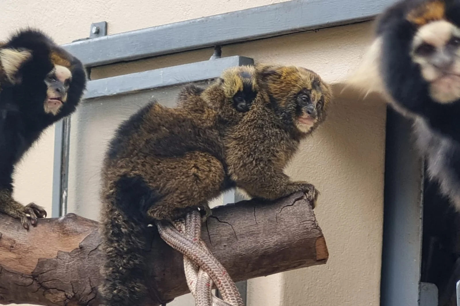 Nascimento de sagui-da-serra-escuro celebra avanço na preservação em SP